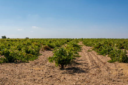 Vinos de Toro: Un Viaje por los Sabores de Zamora