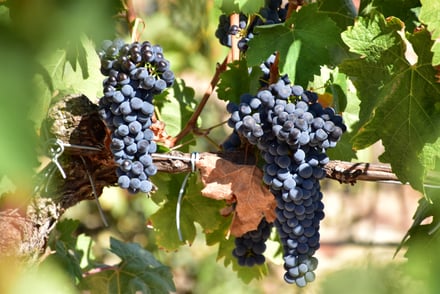 La Uva Garnacha: El Corazón de los Vinos Españoles