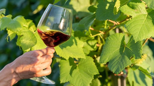 Vino Ecológico: El Futuro Sostenible de la Viticultura